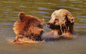 bear lake bears