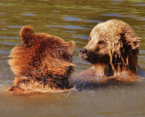 bear lake bears