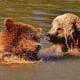 bear lake bears